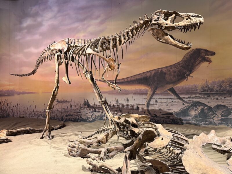 PlanetSKI Heads to Dinosaur Country